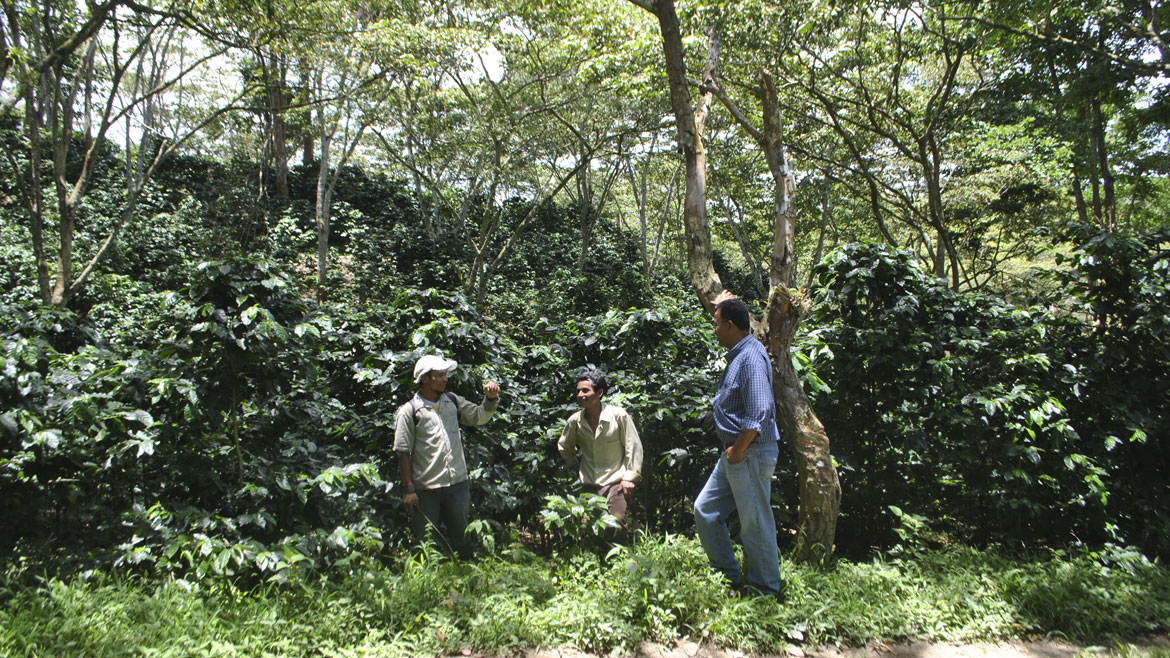 Milo y dos trabajadores más hablan frente a las plantas de café cultivadas en sombra en Loma Fría