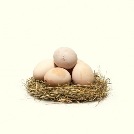 Si quieres comprar huevos camperos online, los huevos de Gallina de Mos de David y Jorge son los mejores que encontrarás.